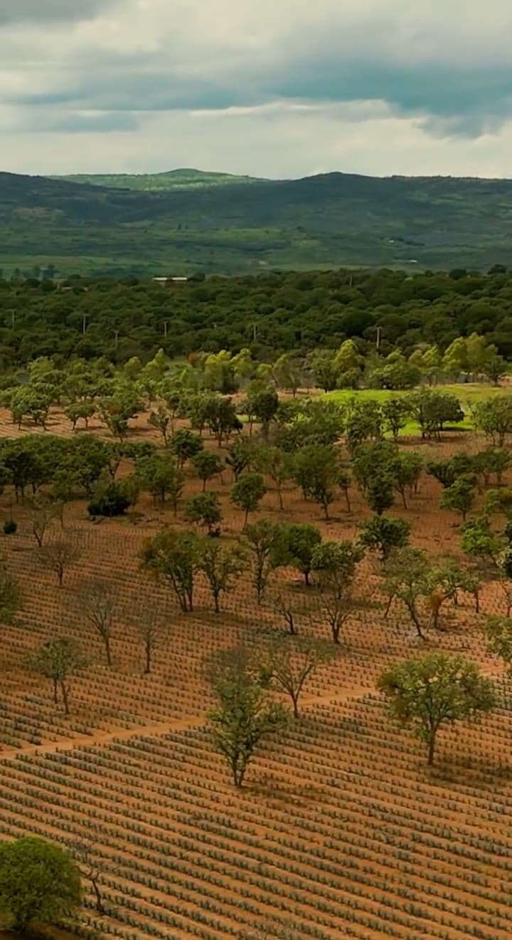 The valley and the agave rows seen from the air