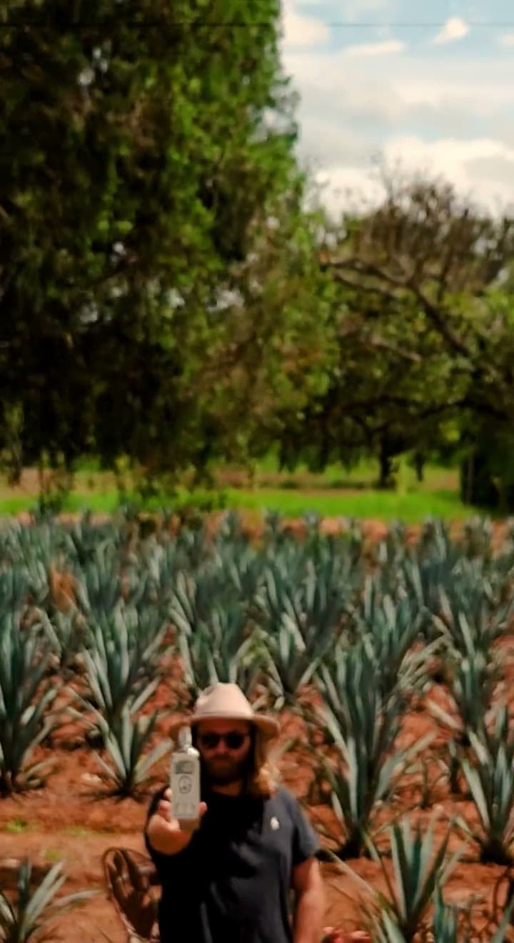 A man walking between rows of young agave on red soil