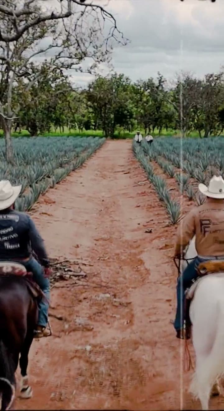 Riders on horseback heading down a lane between the agave