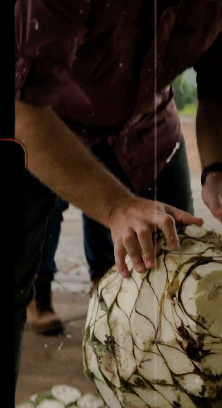 Hands carrying harvested agave piñas