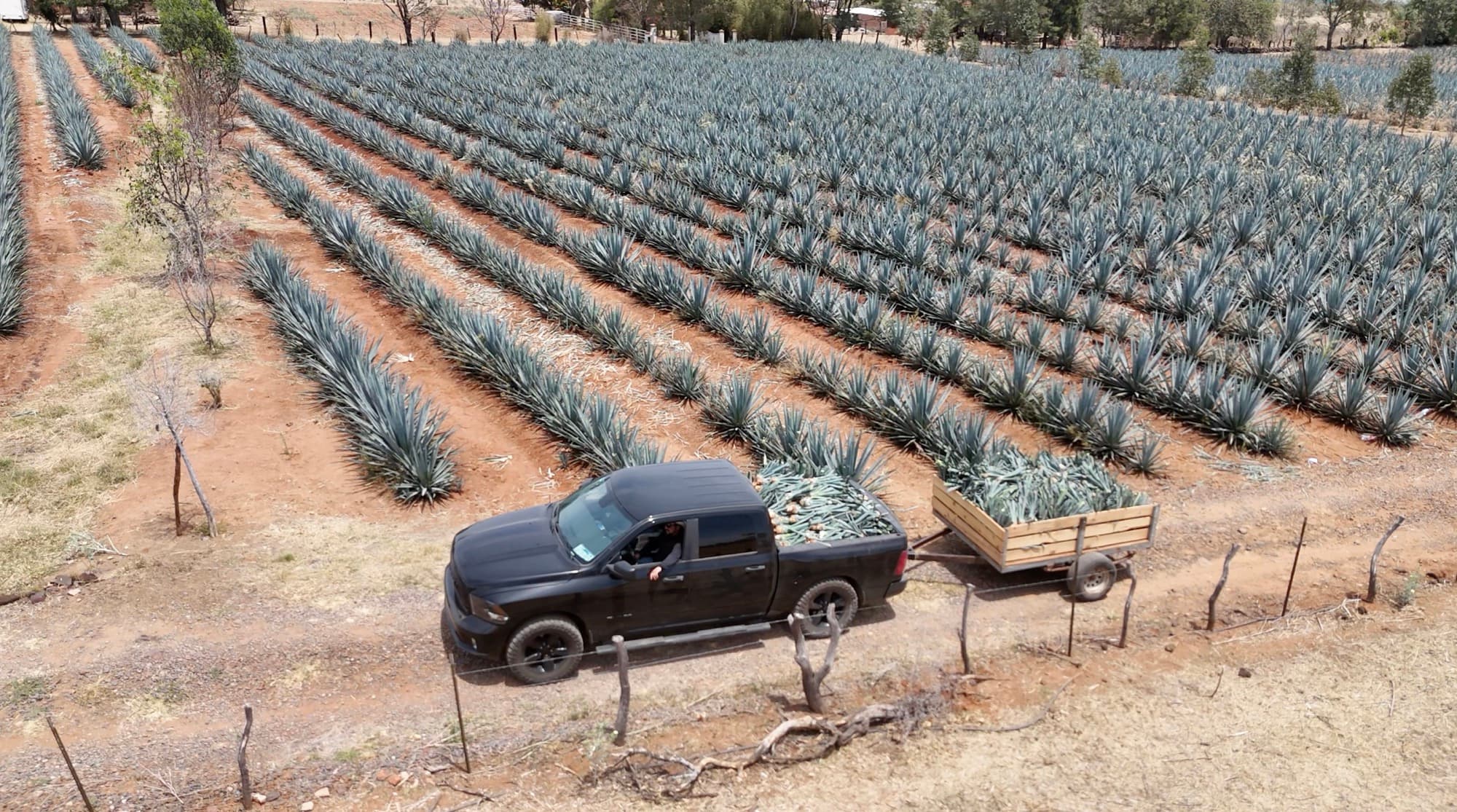 Aerial view of agave rows on red soil, with a pickup and trailer at the field’s edge