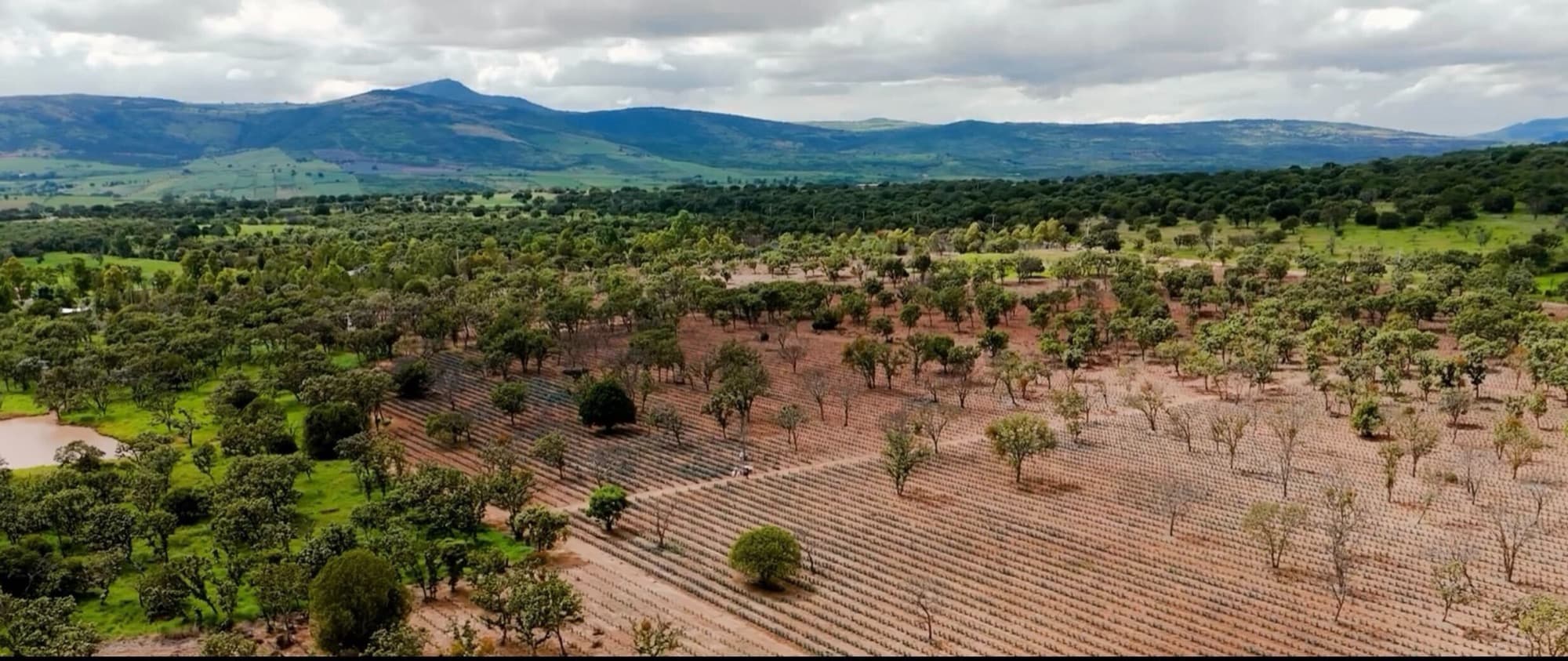 An aerial view over the valley and its agave fields in Jalisco