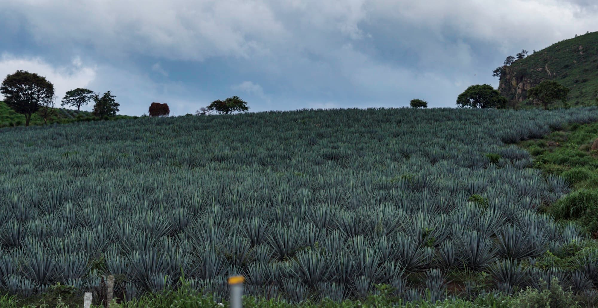 A hillside of blue agave under a grey sky, trees along the ridge