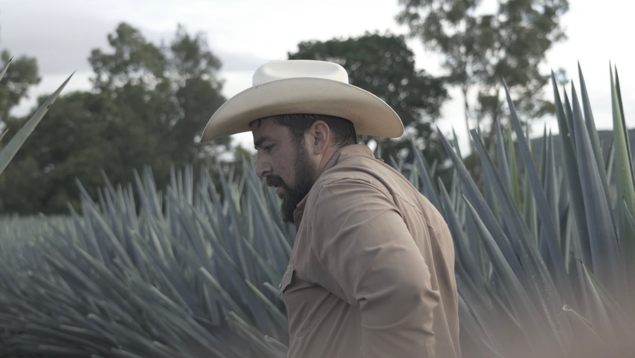 An agavero walking through blue agave on a misty morning