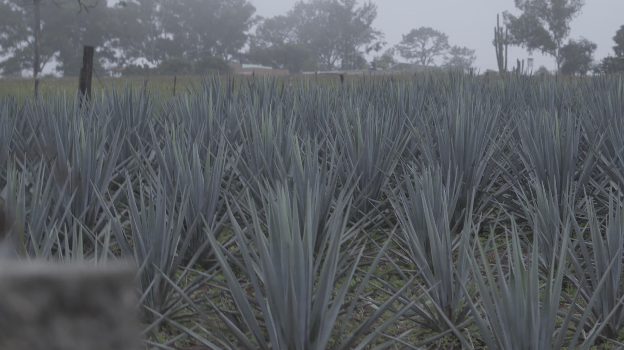 Blue agave stretching into the morning fog