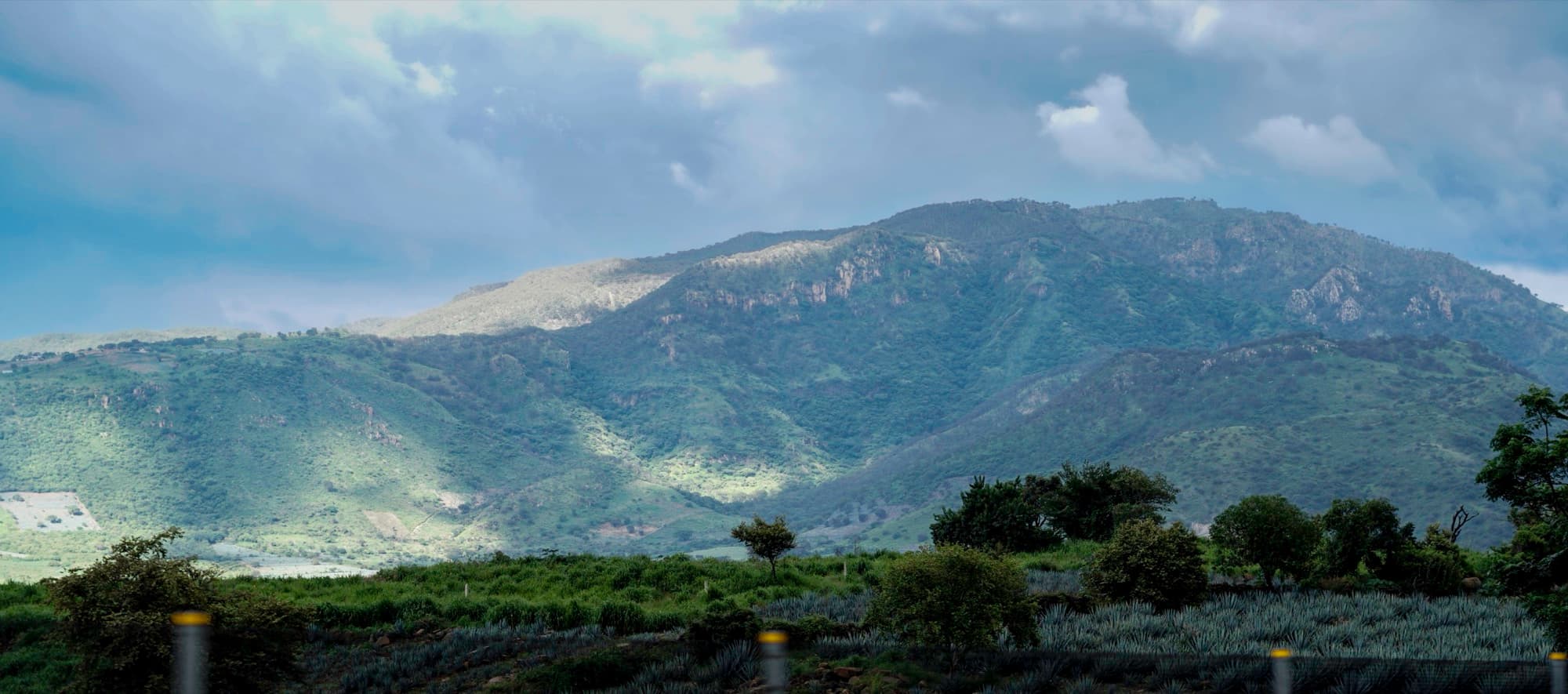 Blue mountains over a field of agave azul in Jalisco