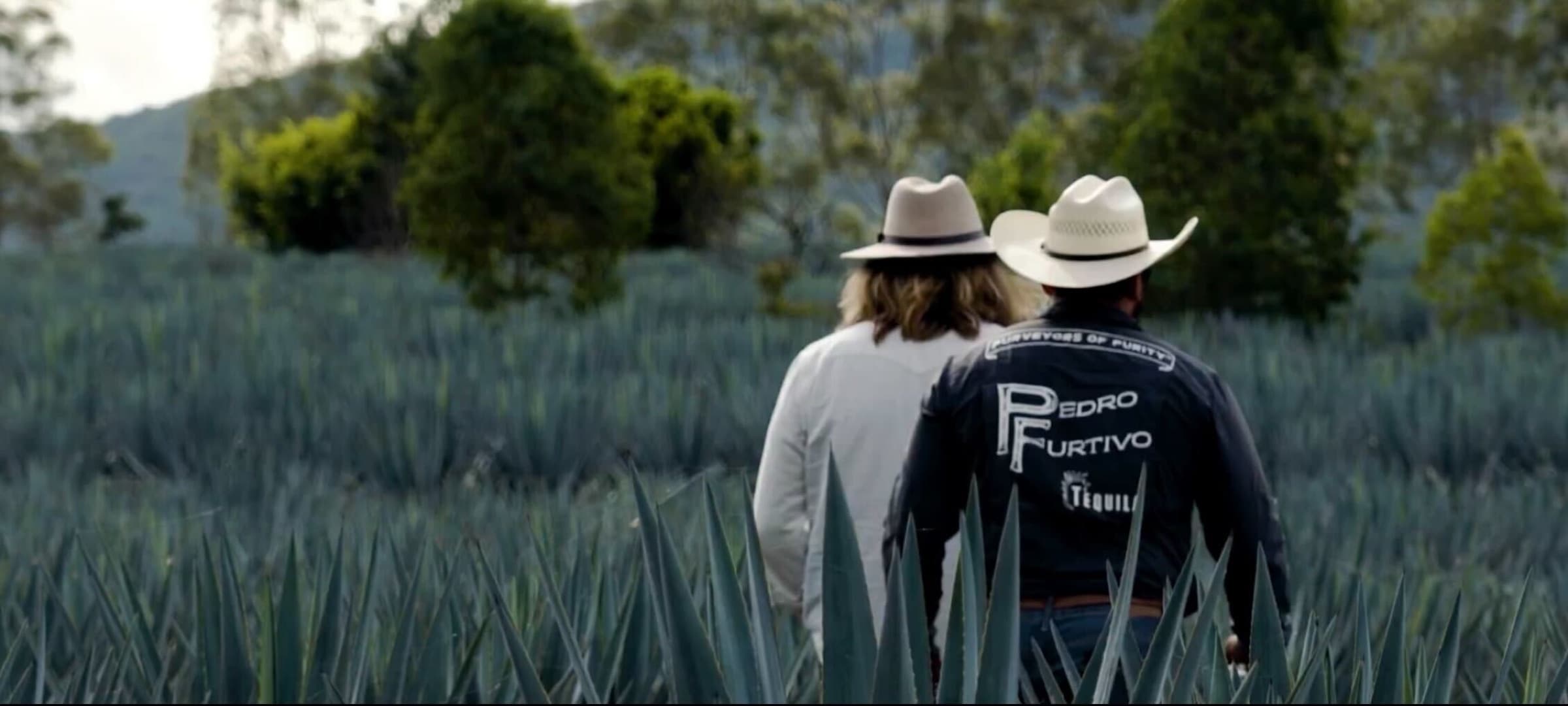 Two people in cowboy hats seen from behind in a field of blue agave, Pedro Furtivo across the back of one black shirt