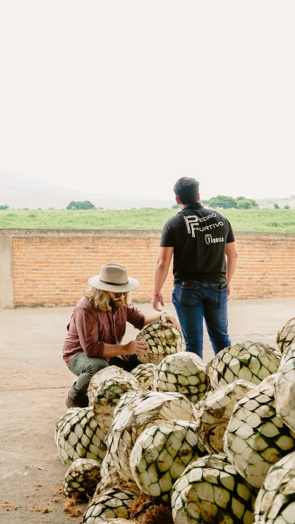 Harvested agave piñas stacked at the edge of a field while a worker looks on