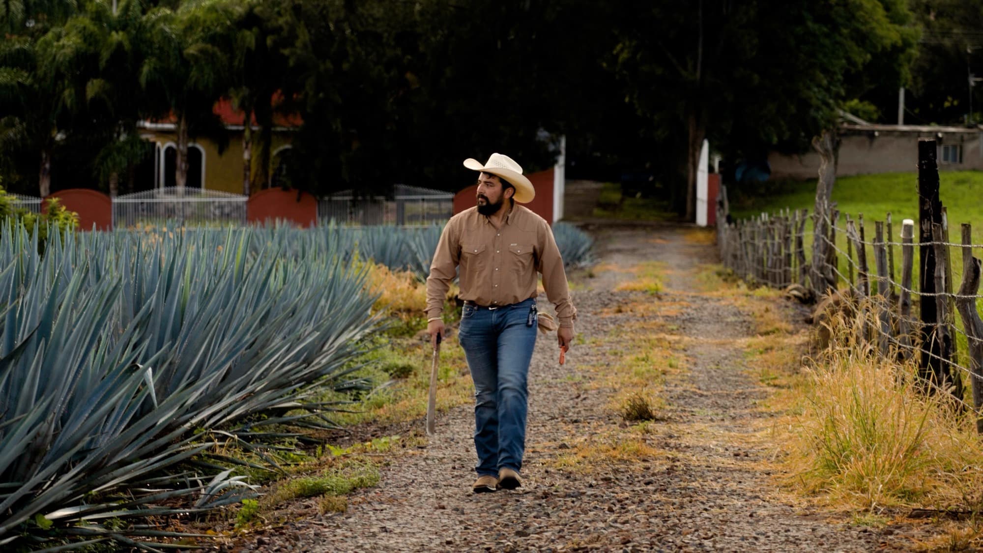 Omar Martinez walking a lane between agave rows on the Martinez family farm