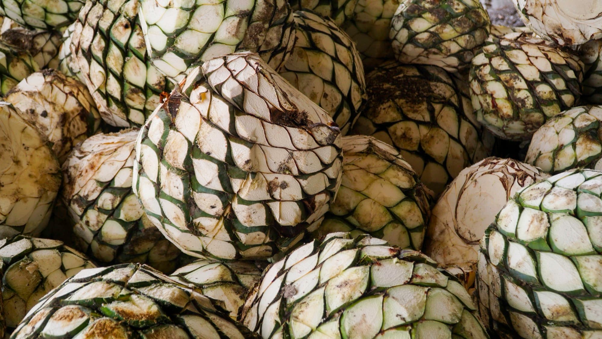 Freshly harvested agave piñas piled high